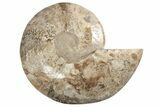 Massive, Daisy Flower Ammonite (Choffaticeras) - Madagascar #191267-3